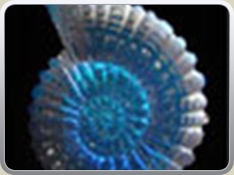 ammonite
