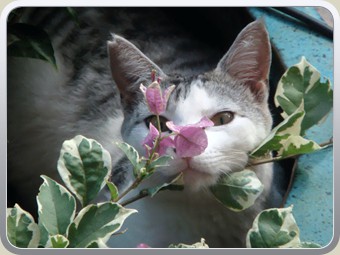 Glass-Mango-Designs-Cat-In-Paradise