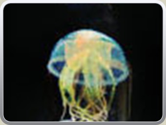 jelly03