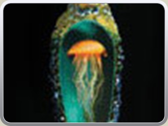 jelly07
