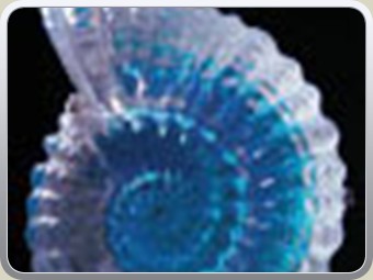 shell